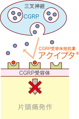 画像：アクイプタ&reg;を服用したときのイメージ図①